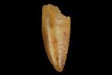 Serrated, Raptor Tooth - Real Dinosaur Tooth #115916-1